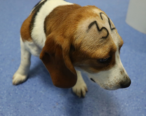 Los animalistas siguen esperando el decomisado de los animales del laboratorio Vivotecnia