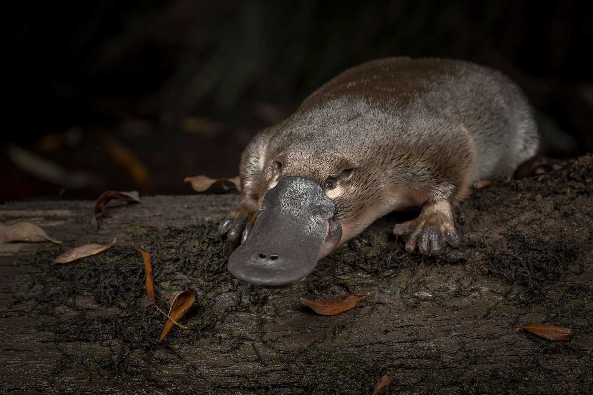 El ornitorrinco está en peligro por la crisis climática de Australia