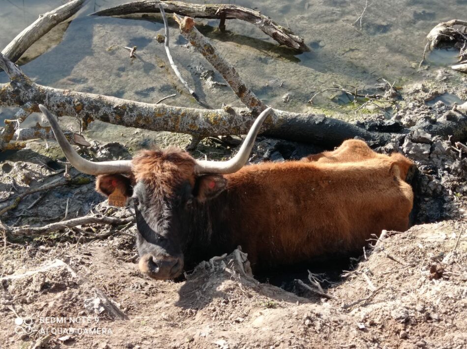 Algunas vacas todavía luchan por sobrevivir en los márgenes del Tajo, en Guadalajara