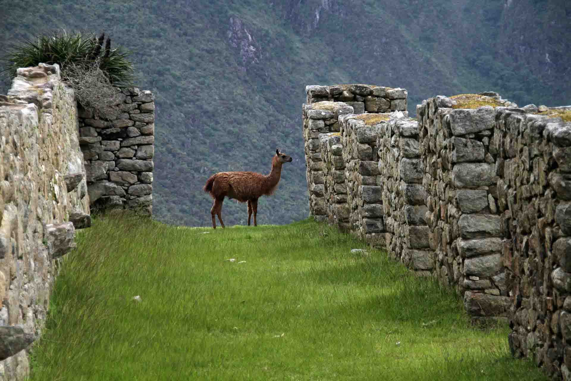 Perú, en directo vía webcam