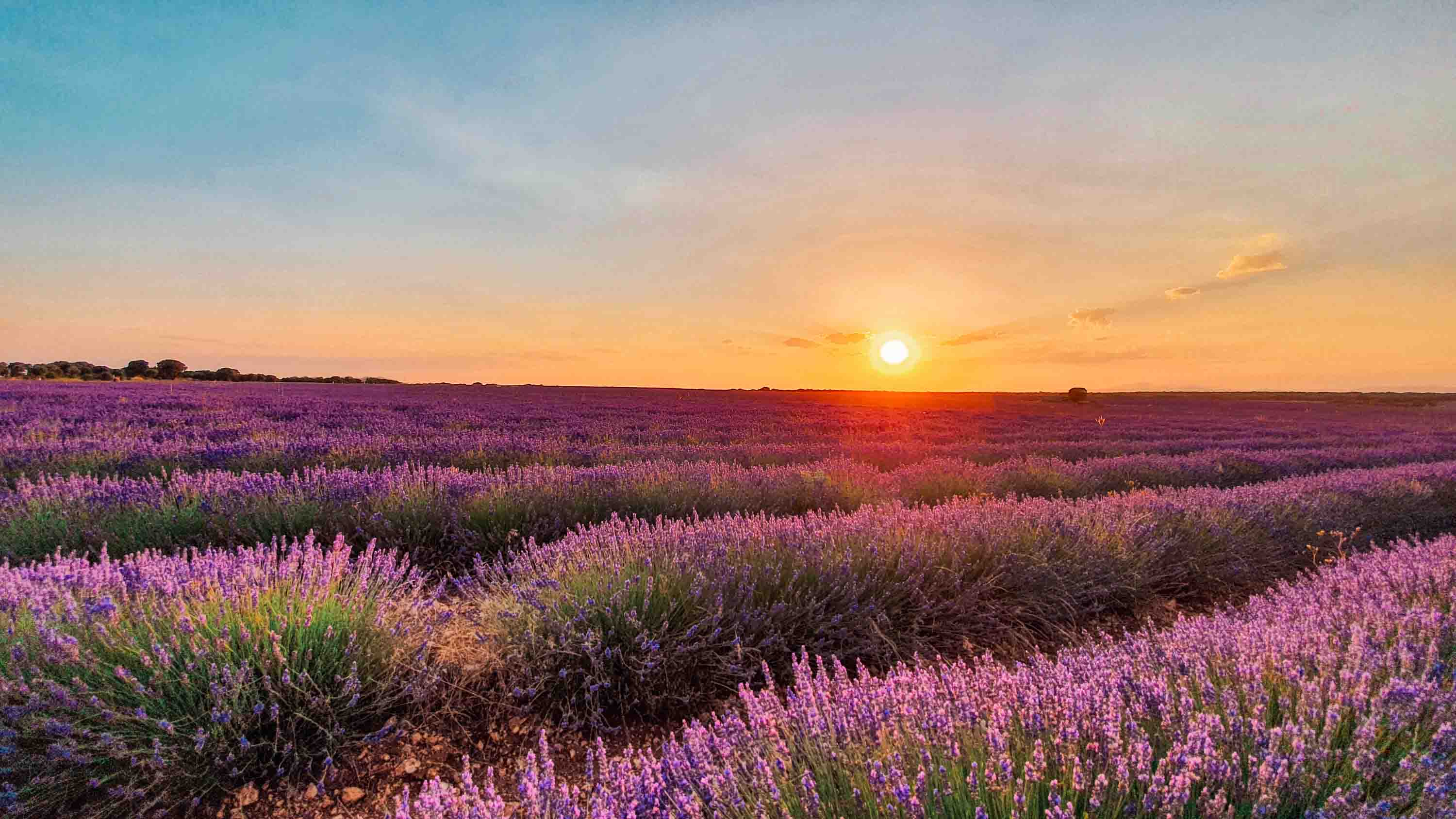 Los campos de lavanda de Brihuega cada vez son más conocidos en Europa