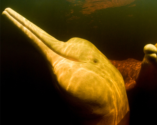 Delfines del Amazonas