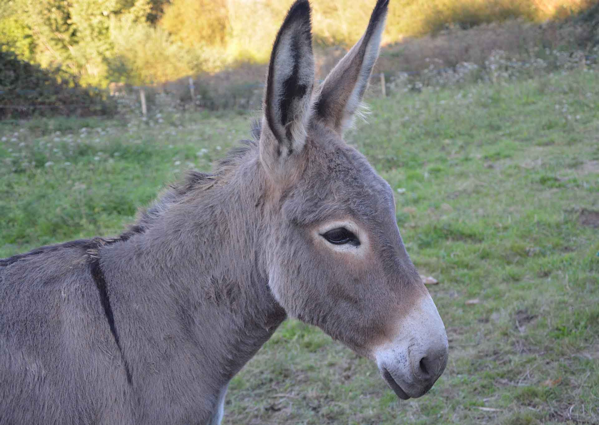 burros abatidos en California