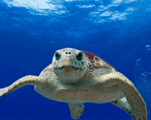 Una tortuga boba en mar abierto