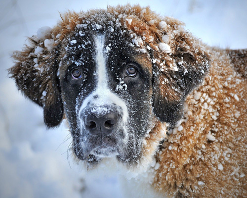 Reino Unido considerará a los animales como seres con sentimientos en su nueva ley