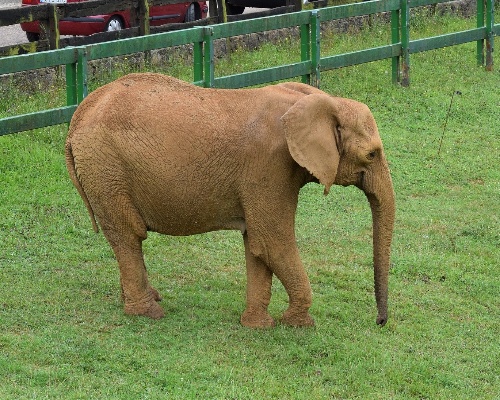 Una elefanta de Cabárceno golpea a un cuidador causándole la muerte