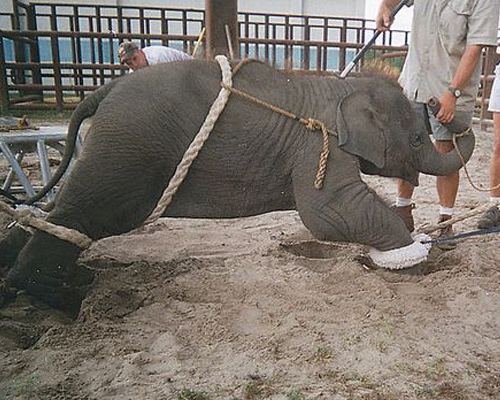 Elefante maltrato circo