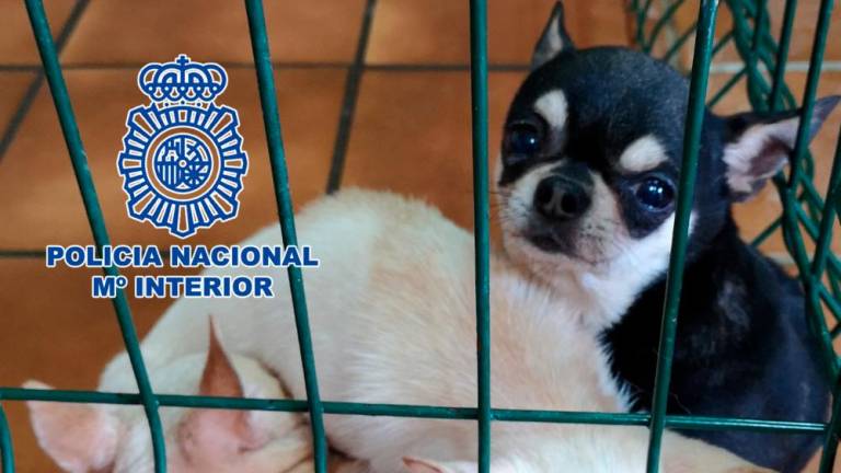 Chihuahuas rescatados de dos criaderos ilegales