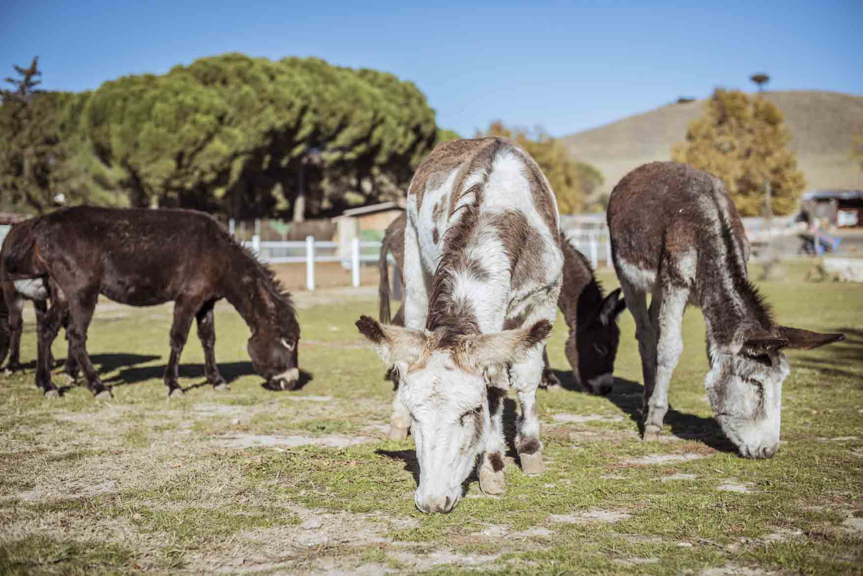 Los animales conviven en Burrolandia