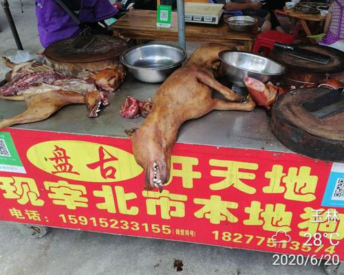 Perros como comida en el Festival de Yulin