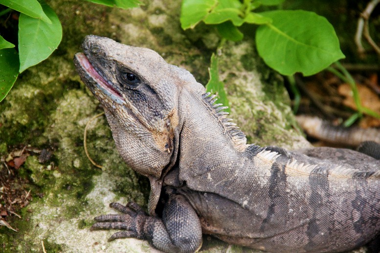 Iguana salvaje en Riviera Maya