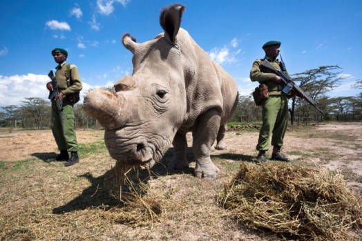 Sudan, el último rinoceronte blanco del norte.