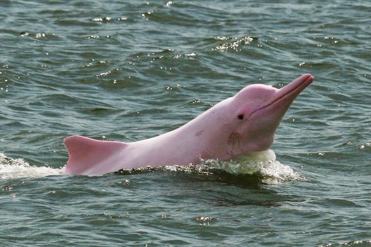 Delfín rosado en el Amazonas