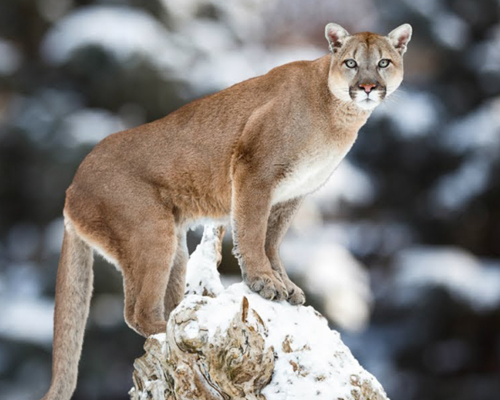 El puma está en peligro de extinción