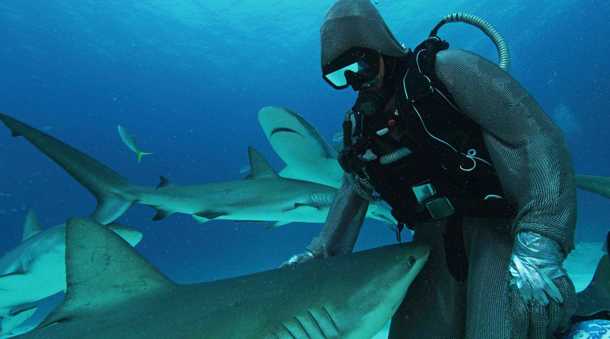 Cristina Zenato nadando con tiburones en mar abierto
