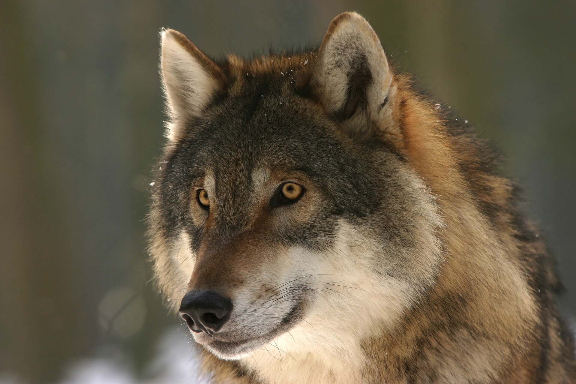 Un lobo ibérico