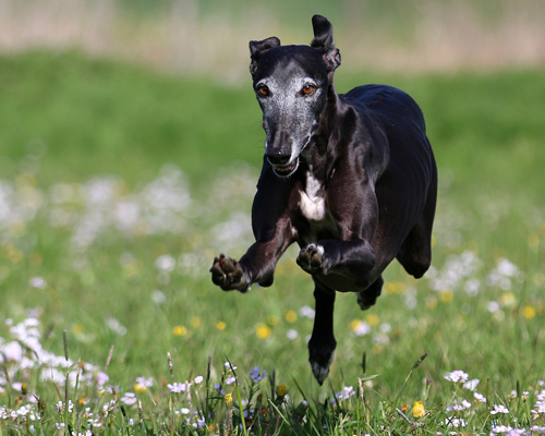 un galgo corre por el campo