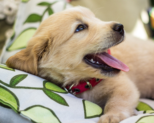 Cachorro de Golden Retriever