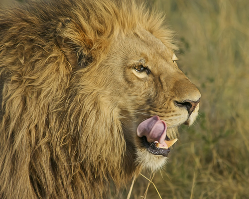 Un león africano en libertad