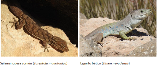 salamanquesa común y lagarto bético