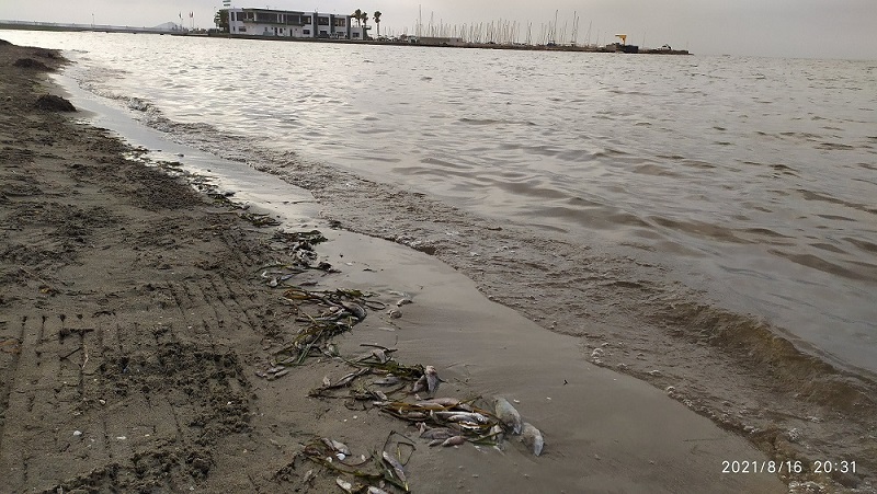 Los NIetos, ecocidio por anoxia Mar Menor