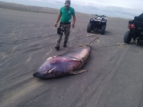 Hallan vaquita marina muerta en Baja California