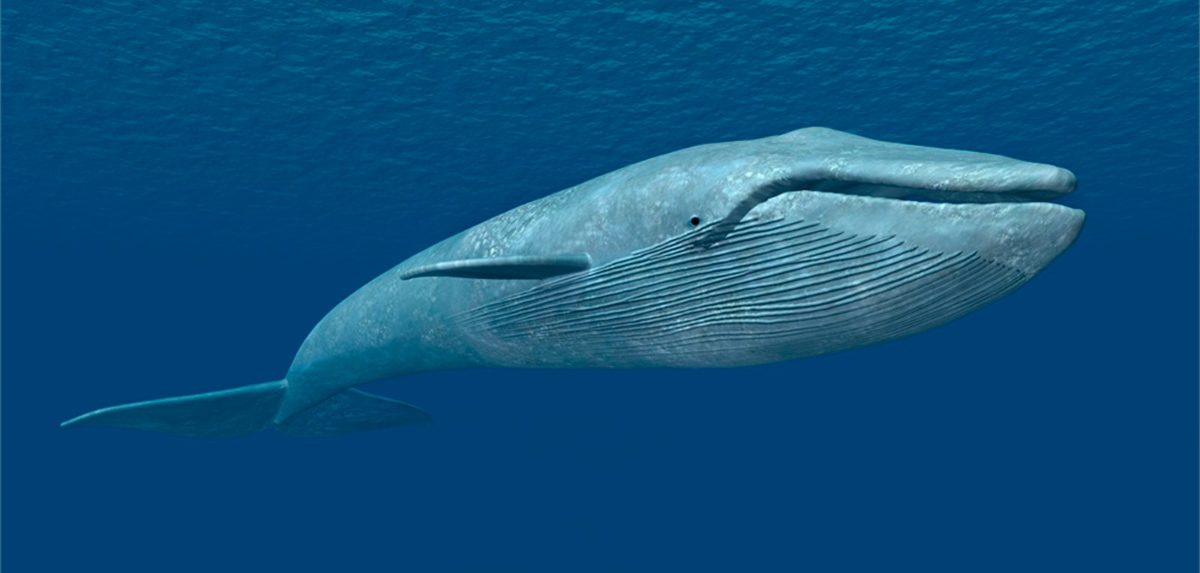 Perdida de la ballena azul 