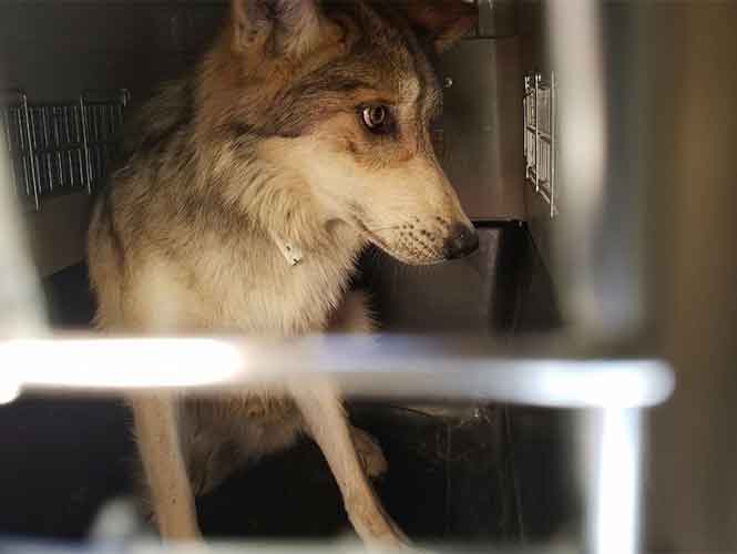 Regresan de E.U. 11 lobos mexicanos; los liberan en Chihuahua