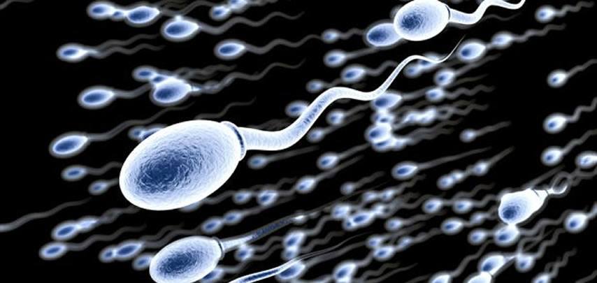 Caracteristicas de los espermatozoides