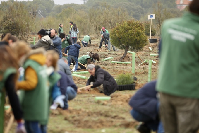 Mil árboles nuevos en Las Rozas para luchar contra el cambio climático