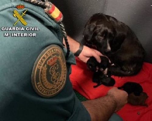 La Guardia Civil rescata a seis cachorros abandonados en Sanxenxo