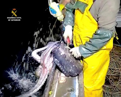 Decenas de pulpos son devueltos al mar en Santoña