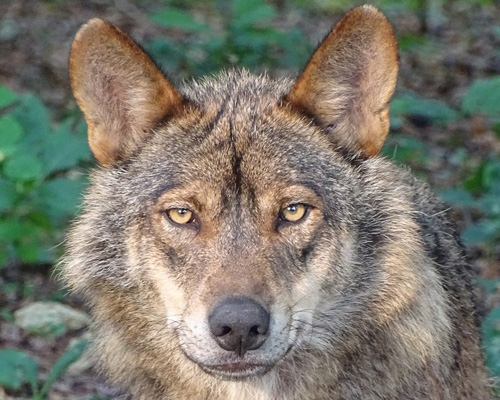 El lobo ibérico ya es una especie protegida en España