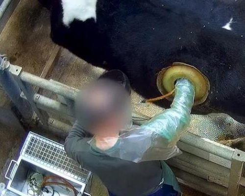Escándalo en la ganadería francesa: graban vacas con agujeros en sus lomos