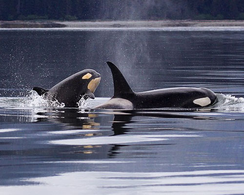 ¿Por qué atacan las orcas a los veleros en el Estrecho?