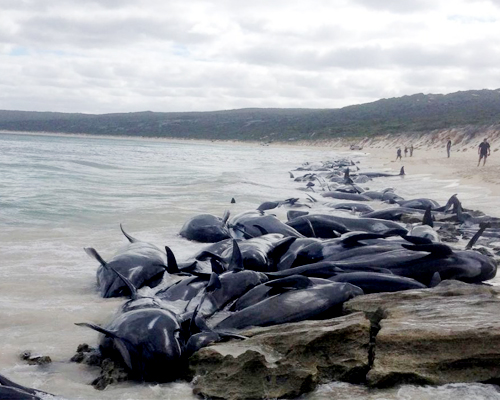 Mueren un centenar de ballenas piloto en Nueva Zelanda