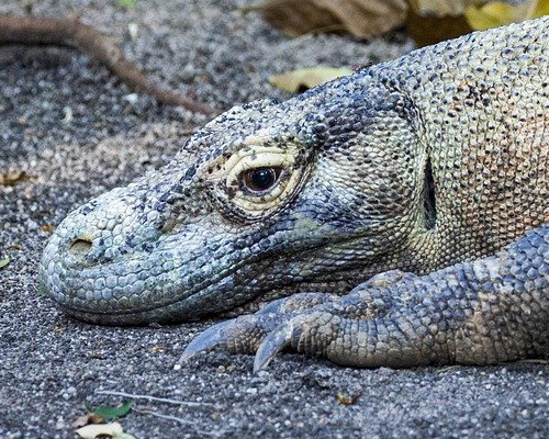 El dragón de Komodo, en peligro de extinción debido al cambio climático