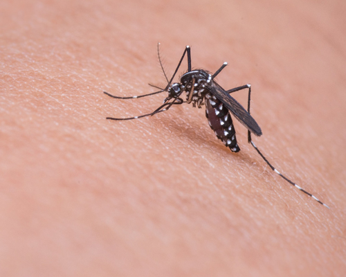 ¿Por qué solo nos pican los mosquitos hembra?