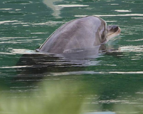 La triste historia de Honey, el delfín que murió en soledad