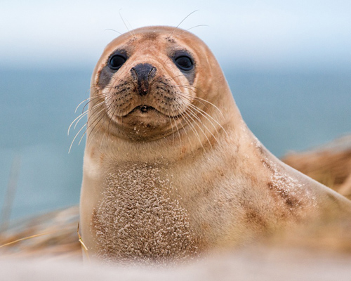 Golpean a una foca en una playa para hacerse fotos