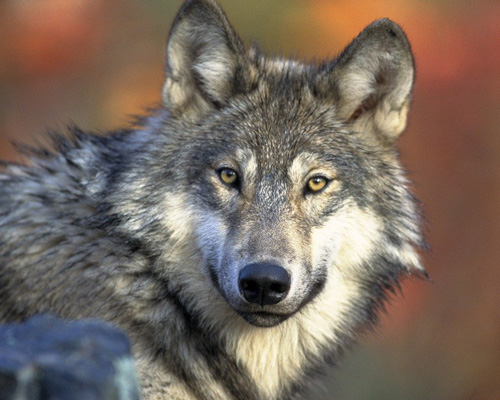 Los ganaderos de la Sierra Norte ponen el grito en el cielo por la protección del lobo en España