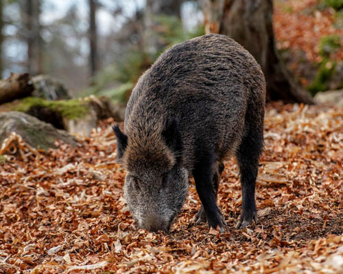 Barcelona reforzará la captura programada de jabalíes debido a la invasión del último año