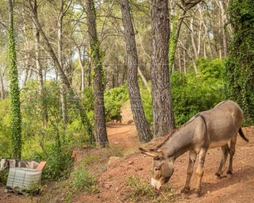 Dimite el director general de Medio Natural del Gobierno de Valencia por demostrarse negligencia en el proyecto antincendios en el que murieron 10 burros