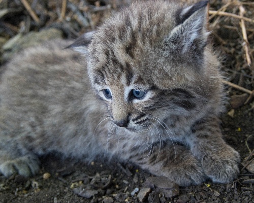 Una hembra de lince de Jaén acoge en su camada a un cachorro repudiado por su madre