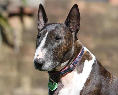 ¿Es una buena idea tener un perro bull terrier miniatura?