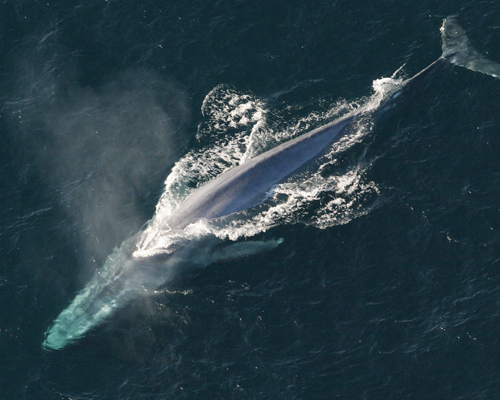 Hallan ballenas azules mientras buscaban bombas nucleares