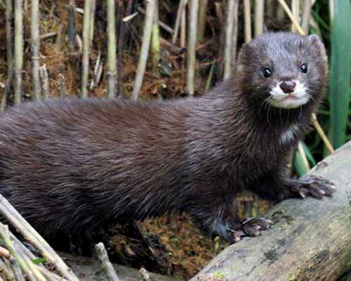 Italia prohíbe la cría de animales destinados a la producción de pieles