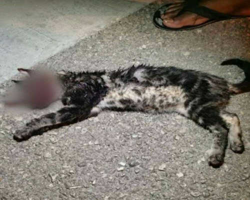 Detenidos por maltratar a un gato hasta la muerte