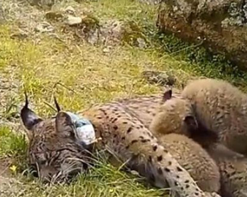 WWF apuesta por triplicar la población del lince ibérico con el programa 20Lince40