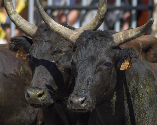 Un juez suspende de forma provisional las corridas de toros en la Monumental de México